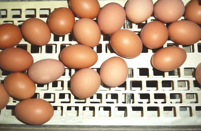 Anschließend wird das Ei auf das Eierband befördert.